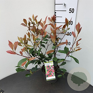Photinia fraseri 'Red Robin' 30-40 cm 3,0L