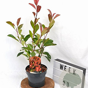 Photinia fraseri 'Red Robin' 40-50 cm 3,0L