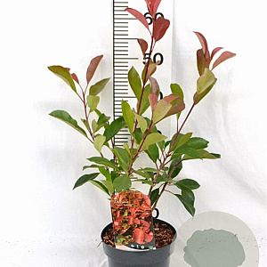 Photinia fraseri 'Red Robin' 40-50 cm 3,0L
