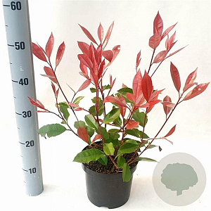 Photinia fraseri 'Red Robin' 40-50 cm 3,0L
