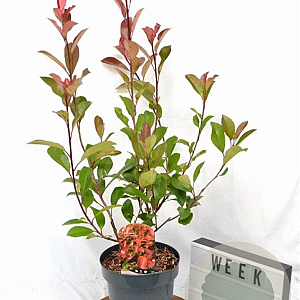 Photinia fraseri 'Red Robin' 40-60 cm 5,0L