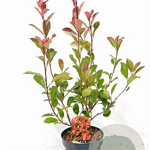Photinia fraseri 'Red Robin' 40-60 cm 5,0L