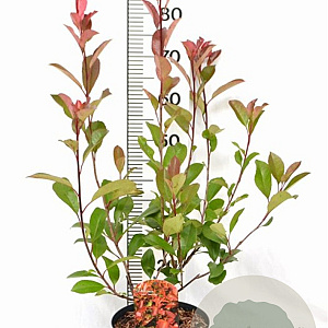 Photinia fraseri 'Red Robin' 40-60 cm 5,0L
