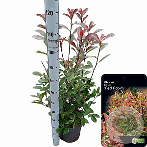 Photinia fraseri 'Red Robin' 80-100 cm 10L