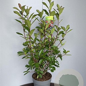 Photinia fraseri 'Red Robin' 80-100 cm 10L