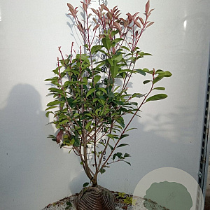 Photinia fraseri 'Red Robin' 125-150 cm met kluit