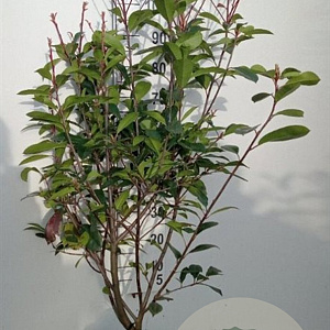 Photinia fraseri 'Red Robin' 125-150 cm met kluit