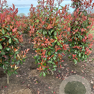 Photinia fraseri 'Red Robin' 125-150 cm met kluit