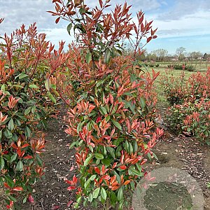 Photinia fraseri 'Red Robin' 150-175 cm met kluit