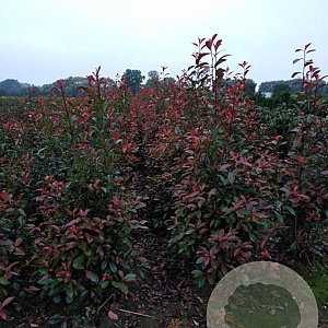 Photinia fraseri 'Red Robin' 150-175 cm met kluit