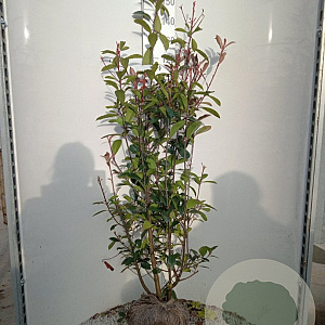 Photinia fraseri 'Red Robin' 150-175 cm met kluit