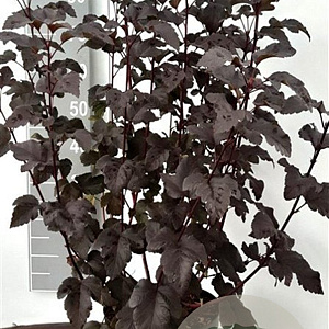 Physocarpus opulif. 'Diabolo' 80-100 cm 7,5L