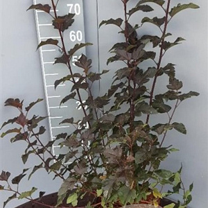 Physocarpus opulif. 'Diabolo' 80-100 cm 7,5L