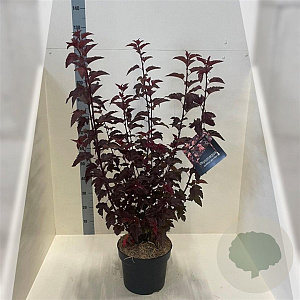 Physocarpus opulif. Lady in Red 100-125 cm 10L