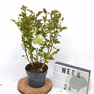 Physocarpus op. Little Leena 30-40 cm 3,0L