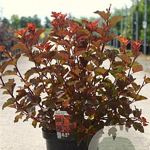 Physocarpus opulif. Magic Ball 50-60 cm 10L