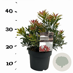Pieris 'Flaming Silver' 25-30 cm 3,0L