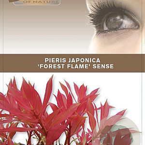 Pieris 'Forest Flame' 25-30 cm 3,0L