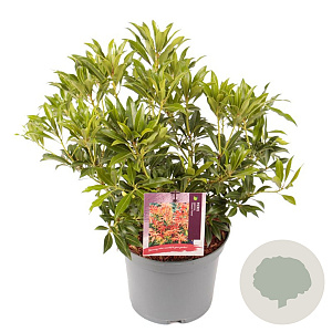 Pieris 'Forest Flame' 25-30 cm 3,0L