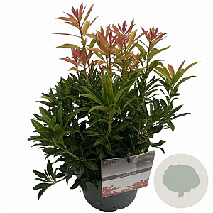 Pieris 'Forest Flame' 25-30 cm 3,0L