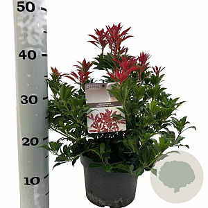 Pieris jap. 'Mountain Fire' 25-30 cm 3,0L