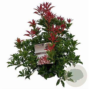 Pieris jap. 'Mountain Fire' 25-30 cm 3,0L