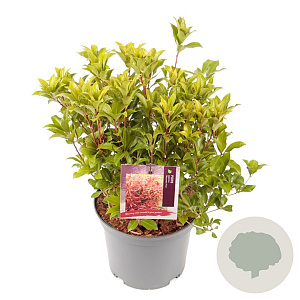 Pieris jap. 'Mountain Fire' 25-30 cm 3,0L