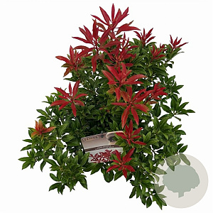 Pieris jap. 'Mountain Fire' 25-30 cm 3,0L