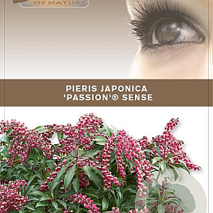Pieris jap. 'Passion' 25-30 cm 3,0L