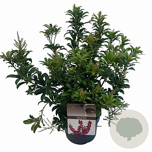 Pieris jap. 'Passion' 25-30 cm 3,0L
