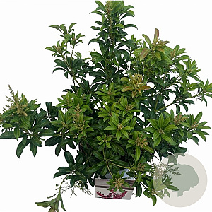 Pieris jap. 'Passion' 25-30 cm 3,0L