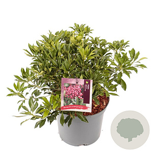 Pieris jap. 'Passion' 25-30 cm 3,0L
