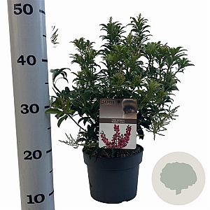 Pieris jap. 'Passion' 25-30 cm 3,0L