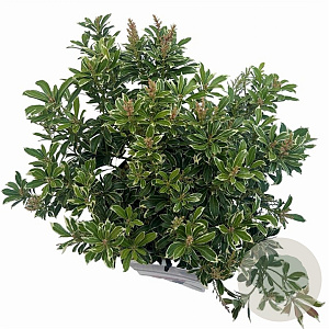 Pieris jap. Polar Passion 25-30 cm 3,0L