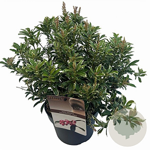Pieris jap. Polar Passion 25-30 cm 3,0L