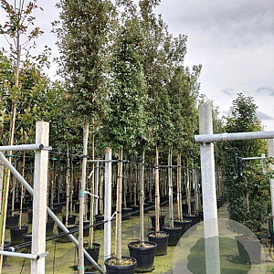 Quercus ilex 14-16 HO container 125 cm stam LEIVORM