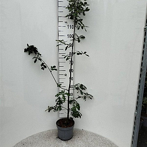 Quercus robur 100-125 cm 5,0L