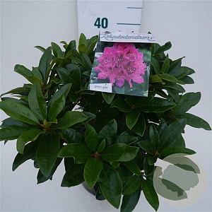 Rhododendron 'Anah Kruschke' 30-40 cm 5,0L