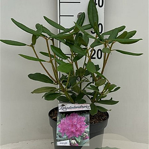 Rhododendron 'Catawb. Boursault' 30-40 cm 5,0L
