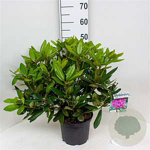Rhododendron 'Catawb. Boursault' 30-40 cm 5,0L