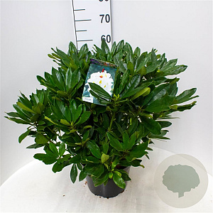Rhododendron 'Madame Masson' 50-60 cm 10L