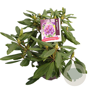 Rhododendron 'Marcel Menard' 30-40 cm 5,0L