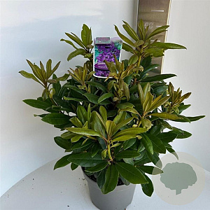 Rhododendron 'Marcel Menard' 30-40 cm 5,0L