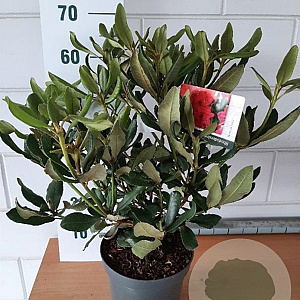 Rhododendron 'Nova Zembla' 40-50 cm 5,0L