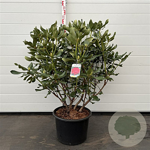 Rhododendron 'Nova Zembla' 60-80 cm 20L