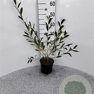 Salix cinerea 40-60 cm 2,0L
