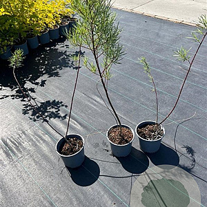 Salix elaeagnos 'Angustifolia' 60-80 cm 2,0L