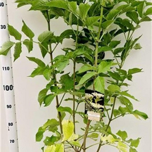 Sambucus nigra 100-125 cm 10L