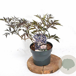 Sambucus nigra Black Lace 30-40 cm 3,0L