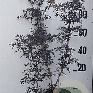 Sambucus nigra Black Lace 80-100 cm 10L